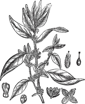 的墻壁或墻草屬厚樸lichwort或Pellitory；復(fù)古雕刻