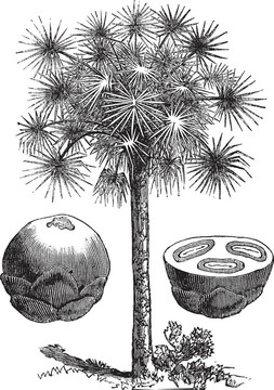 棕櫚糖或Borassus flabellifer；復(fù)古雕刻
