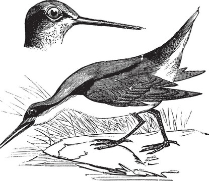 Wilson s Phalarope和phalaropus三色；復(fù)古雕刻