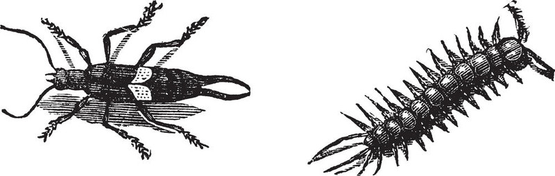 歐洲地蜈蚣、地蜈蚣；蜈蚣，Lithobius forficatus棕色或復古雕刻；