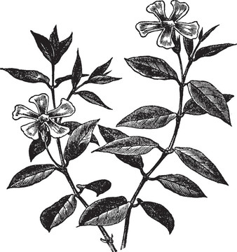 長(zhǎng)春花或小蔓長(zhǎng)春；復(fù)古雕刻