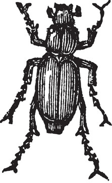 Phyllophaga；復(fù)古雕刻。