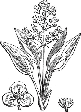 水芭蕉或Alisma sp.；復(fù)古雕刻