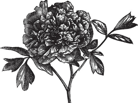 牡丹（Paeonia Moutan）；復(fù)古雕刻。