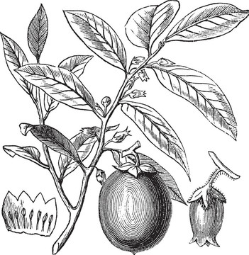 美國的柿子或Diospyros virginiana；復(fù)古雕刻