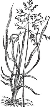 草地和草地早熟禾；復(fù)古雕刻