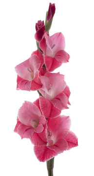 唐菖蒲