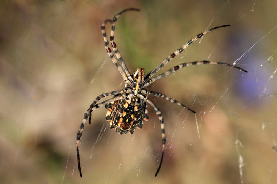 蜘蛛（Argiope lobata）