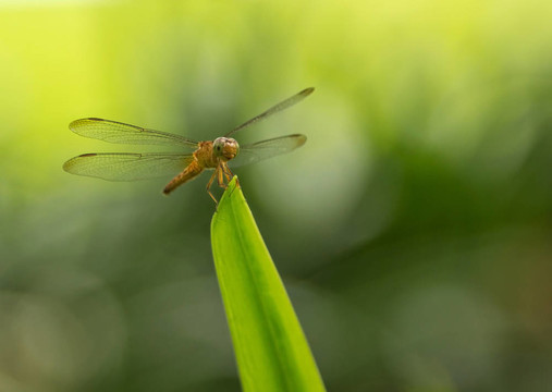 常見的Parasol Dragonfly；女