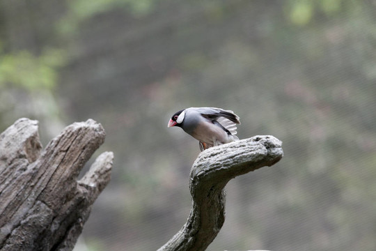 java的麻雀（Padda oryzivora）