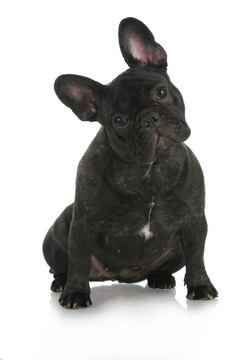 法國斗牛犬