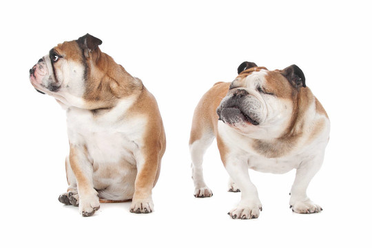 兩個(gè)英國(guó)斗牛犬