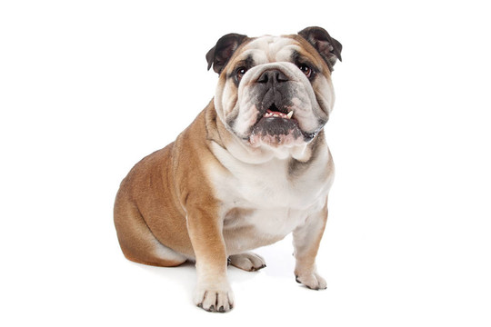 英國(guó)斗牛犬