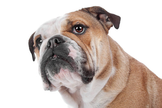 英國(guó)斗牛犬