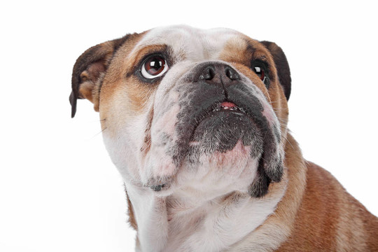 英國斗牛犬