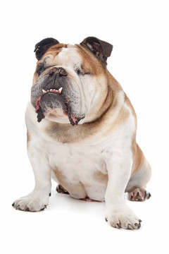 英國斗牛犬