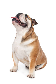 英國(guó)斗牛犬