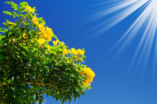 在天空背景的Bougainvillea bush花和太陽。