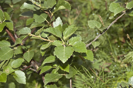 柔和的白樺樹（Betula pubescens）