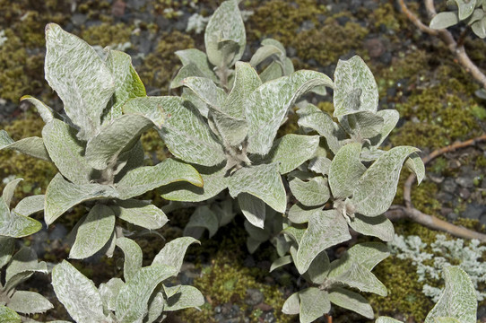 Wooly Willow（Salix lanata）