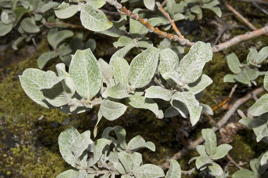 Wooly Willow（Salix lanata）