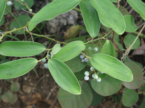 藥用植物菝葜