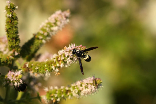 Mason和Potters Wasp