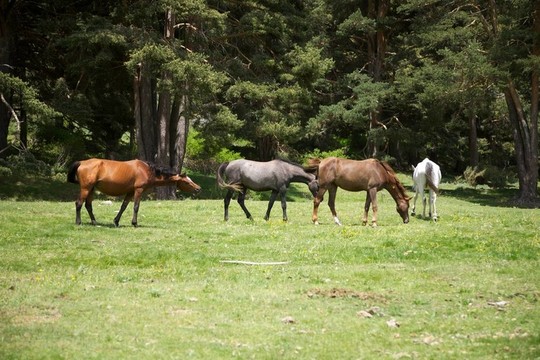 在格雷多斯自然公園馬組