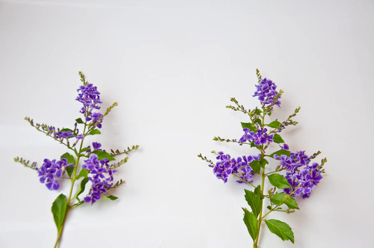 白色背景上的紫羅蘭花