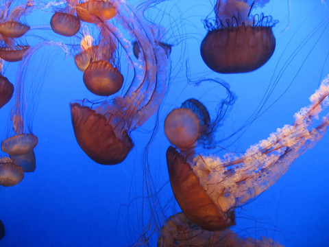 蒙特利灣水族館水母
