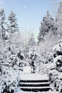 下雪的早晨
