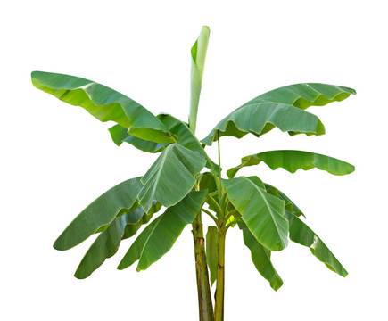 香蕉樹