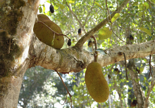 樹上的Jack Fruits