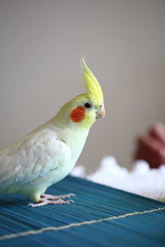 厚臉皮的玄鳳鸚鵡