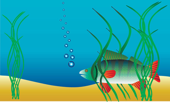 水下景觀——棲息在雜草中的鱸魚