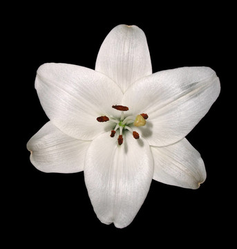 百合花