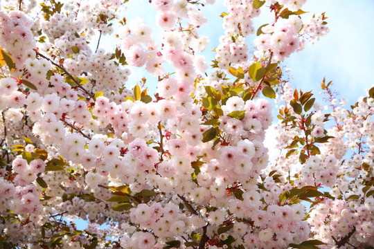 藍天櫻花