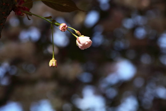 櫻花