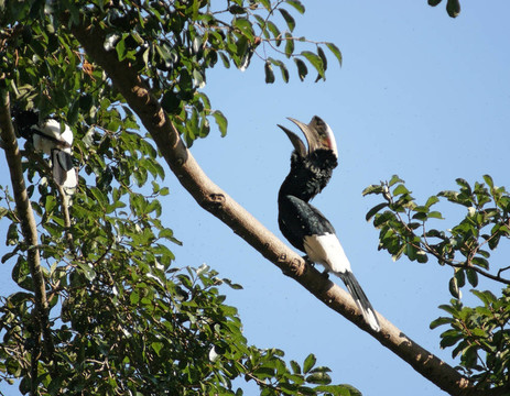 Silvery cheeked Hornbill在烏干達