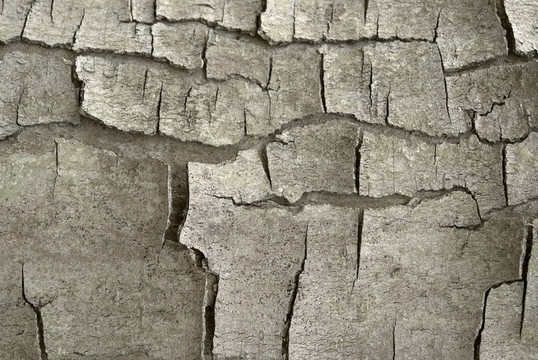 裂開(kāi)的樹(shù)皮的細(xì)節(jié)
