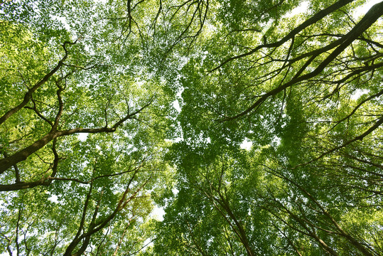 仰拍的樹林