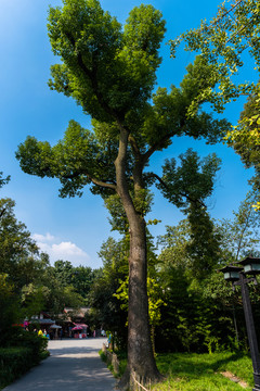 古樹 藍(lán)天