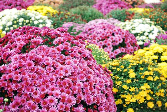 五顏六色的花