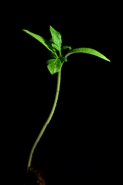 新生命的植物
