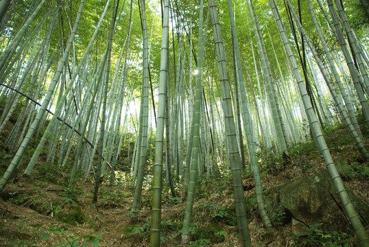 竹林