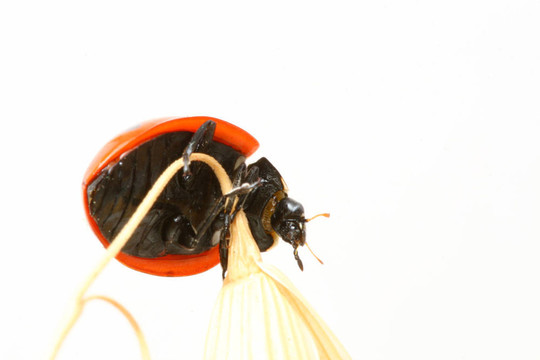 瓢蟲對小麥