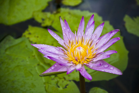蓮花