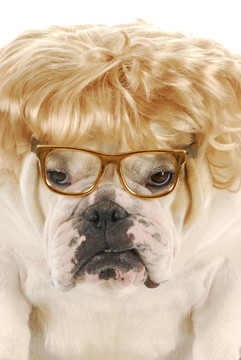 女犬