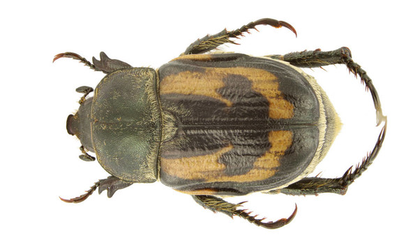 anisoplia hebes