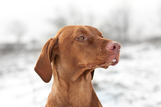 關閉了冬季維茲拉犬狗的肖像